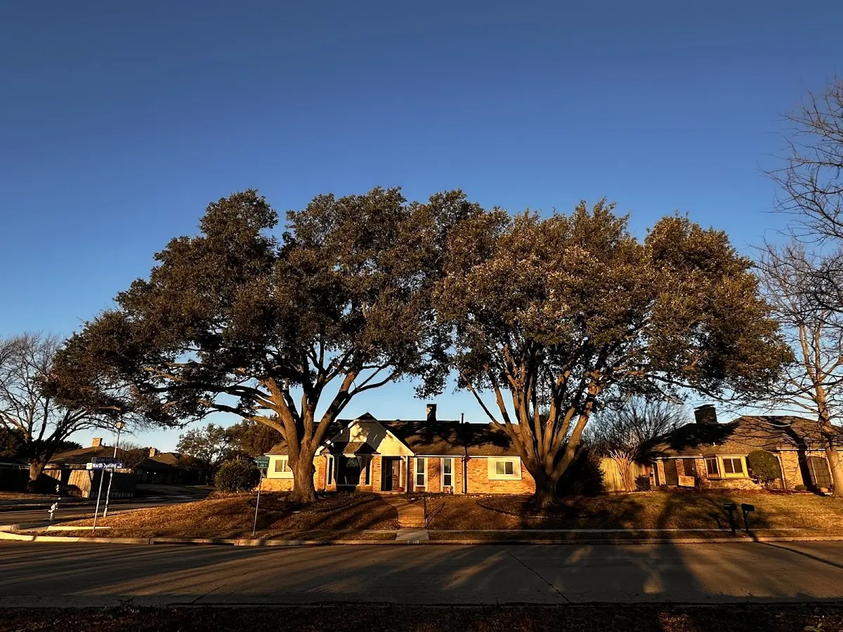 Established residential canopy tree shading a home in Ephraim